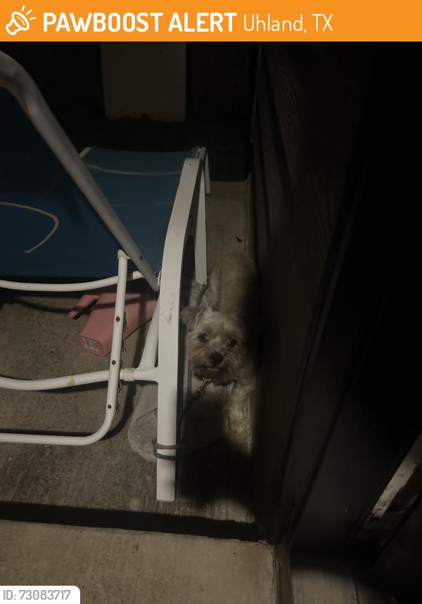 Found/Stray Male Dog last seen Ella Marie circle, Uhland, TX 78640