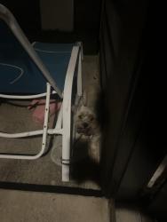 Found/Stray Male Dog last seen Ella Marie circle, Uhland, TX 78640