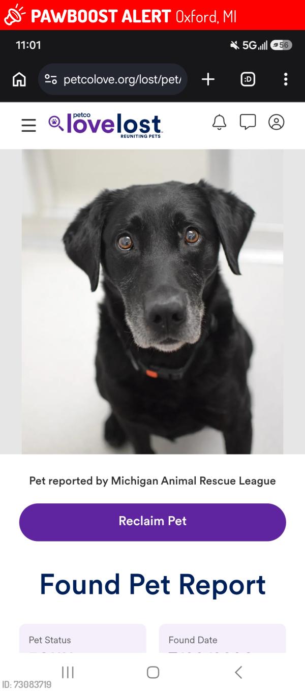 Lost Male Dog last seen Oak Hill & Hurd Rd, Oxford, MI 48371
