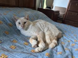 Lost Male Cat last seen Nw 36th Ave and NW 65th St, Coconut Creek, FL 33073