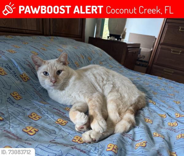 Lost Male Cat last seen Nw 36th Ave and NW 65th St, Coconut Creek, FL 33073