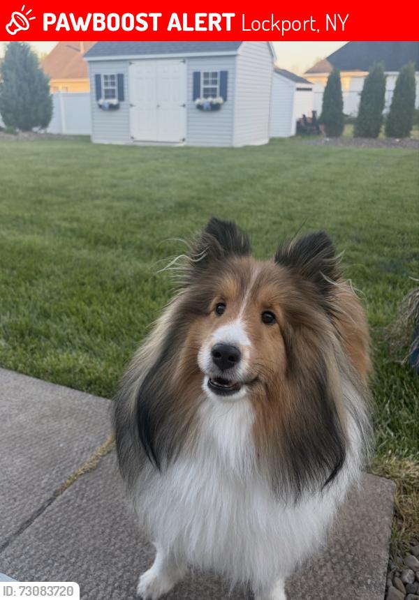 Lost Female Dog last seen Lincoln Ave. Ext. , Lockport, NY 14094