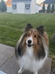 Lost Female Dog last seen Lincoln Ave. Ext. , Lockport, NY 14094