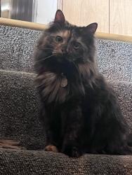 Lost Female Cat last seen Near Hoffman St. Auburn, NY, Auburn, NY 13021