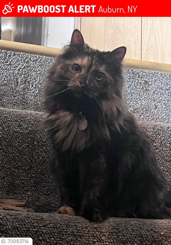 Lost Female Cat last seen Near Hoffman St. Auburn, NY, Auburn, NY 13021