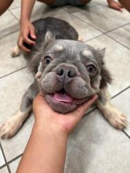 Found/Stray Female Dog last seen Foodlion, Hampton, VA 23669