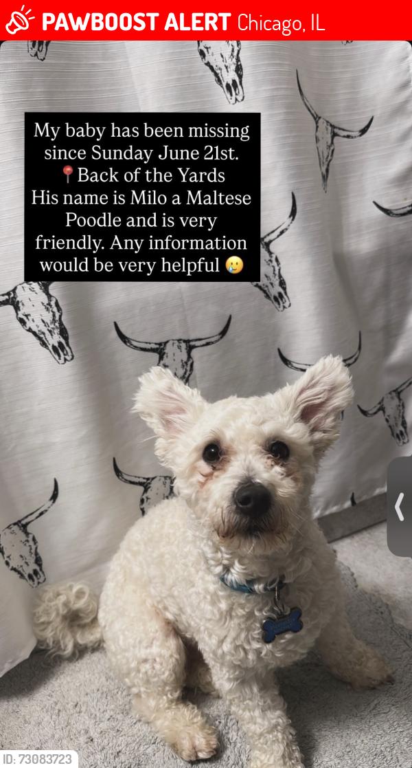 Lost Male Dog last seen By Ashland and 50th st, Chicago, IL 60638