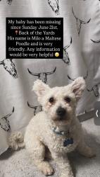 Lost Male Dog last seen By Ashland and 50th st, Chicago, IL 60638