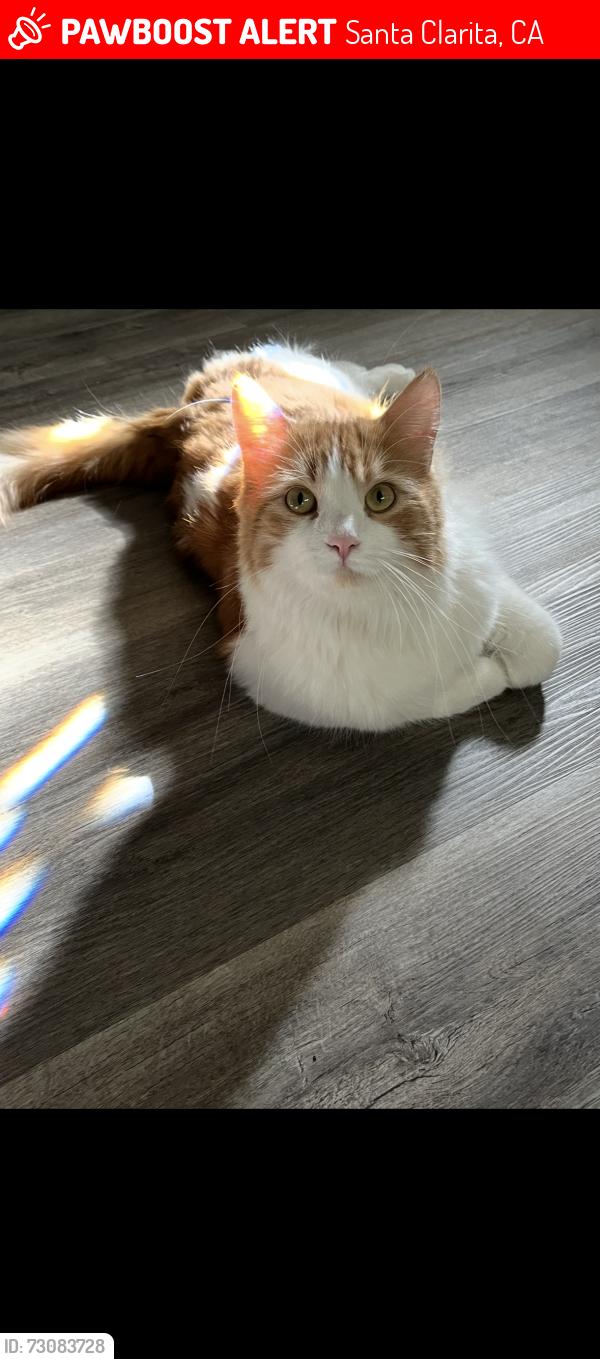 Lost Male Cat last seen Lyons and Avenida Dorena, Santa Clarita, CA 91321