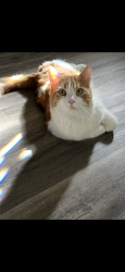 Lost Male Cat last seen Lyons and Avenida Dorena, Santa Clarita, CA 91321