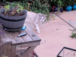 Found/Stray Unknown Cat last seen 21st and santa ana ave, Costa Mesa, CA 92627