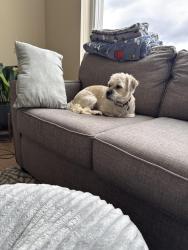Lost Male Dog last seen NE 108th Ave and Ne 10th St, Bellevue, WA 98004