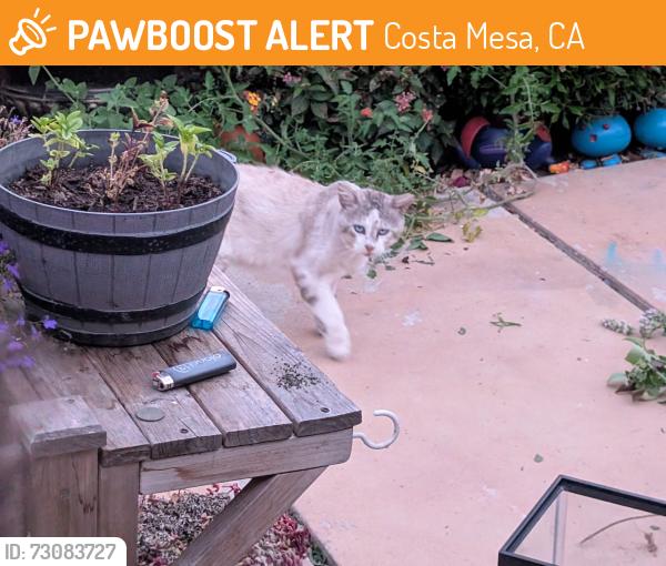 Found/Stray Unknown Cat last seen 21st and santa ana ave, Costa Mesa, CA 92627