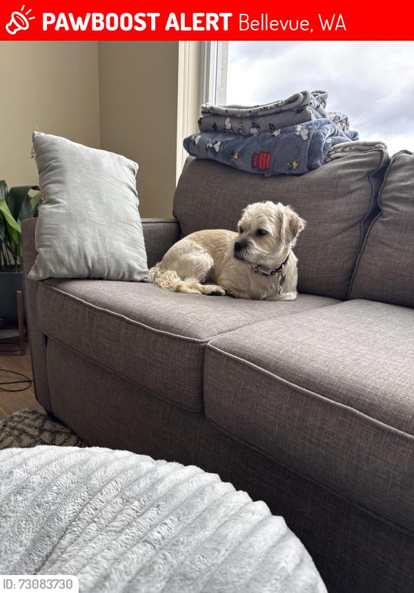 Lost Male Dog last seen NE 108th Ave and Ne 10th St, Bellevue, WA 98004