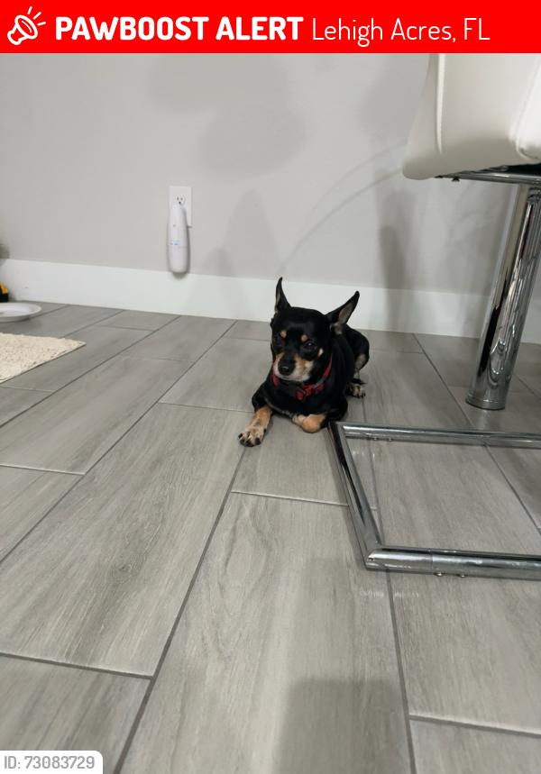 Lost Male Dog last seen Cleveland entre 6 y 7, Lehigh Acres, FL 33936