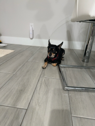 Lost Male Dog last seen Cleveland entre 6 y 7, Lehigh Acres, FL 33936