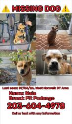 Lost Female Dog last seen Richards Avenue , Norwalk, CT 06850
