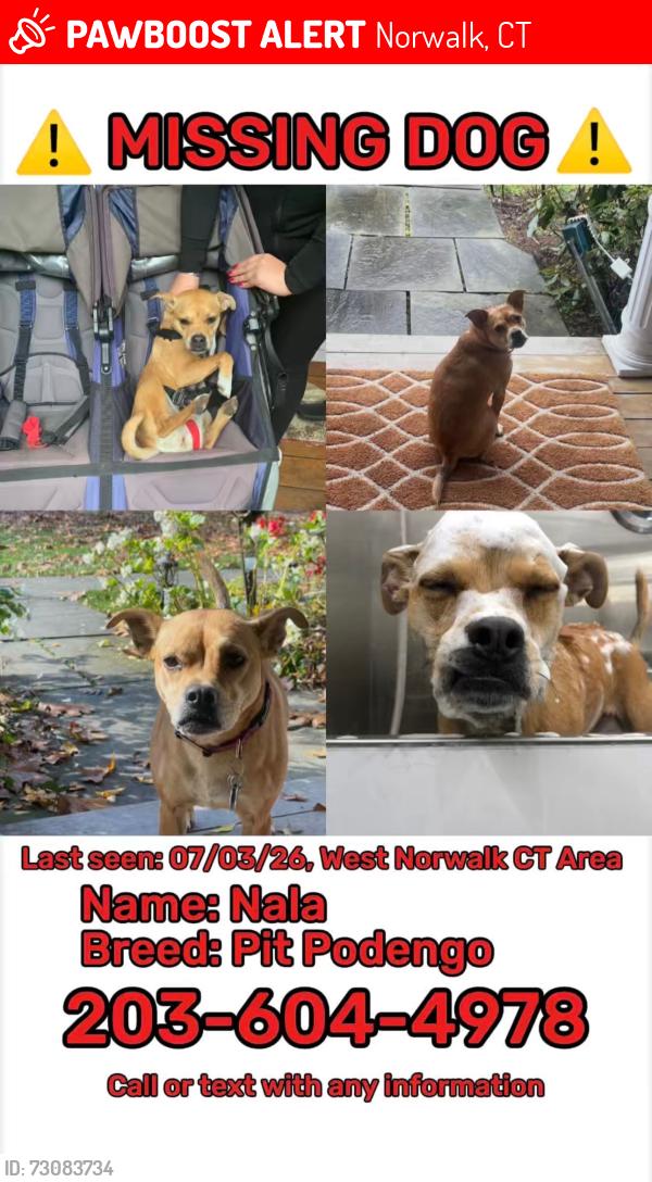Lost Female Dog last seen Richards Avenue , Norwalk, CT 06850