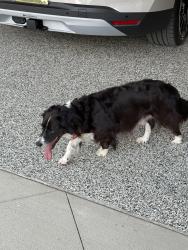 Found/Stray Male Dog last seen Near cottonwood lane bentonville ar 72712, Bentonville, AR 72712