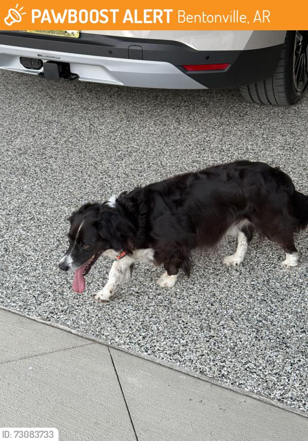 Found/Stray Male Dog last seen Near cottonwood lane bentonville ar 72712, Bentonville, AR 72712