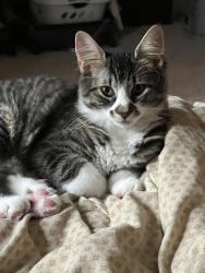 Reunited Female Cat last seen Hancock, Tanglewood, Turnbury, Lower Gwynedd Township, PA 19454