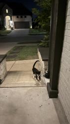 Found/Stray Unknown Cat last seen bunting Dr, Melissa, TX 75454