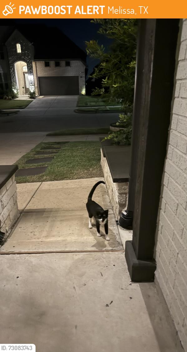 Found/Stray Unknown Cat last seen bunting Dr, Melissa, TX 75454