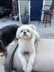 Reunited Female Dog last seen Jefferson & S may, Joliet, IL 60436