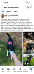 Reunited Female Dog last seen Clemmons road, Clemmons, NC 27012