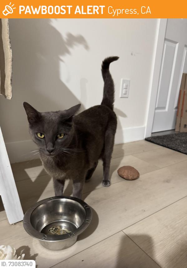Found/Stray Unknown Cat last seen Cathy & Ángela street, Cypress, CA 90630