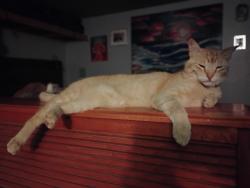 Lost Male Cat last seen Grananda St, Bernalillo, NM, Bernalillo, NM 87004