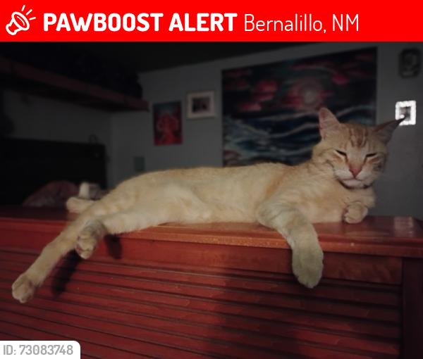 Lost Male Cat last seen Grananda St, Bernalillo, NM, Bernalillo, NM 87004