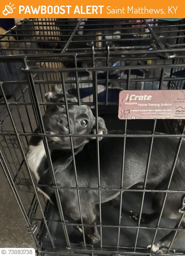 Found/Stray Male Dog last seen Cyber station, Saint Matthews, KY 40207