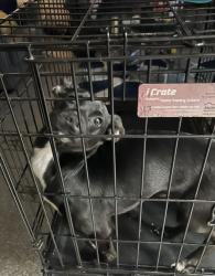 Found/Stray Male Dog last seen Cyber station, Saint Matthews, KY 40207