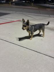 Found/Stray Unknown Dog last seen Bordwell and Ottawa, Riverside, CA 92507