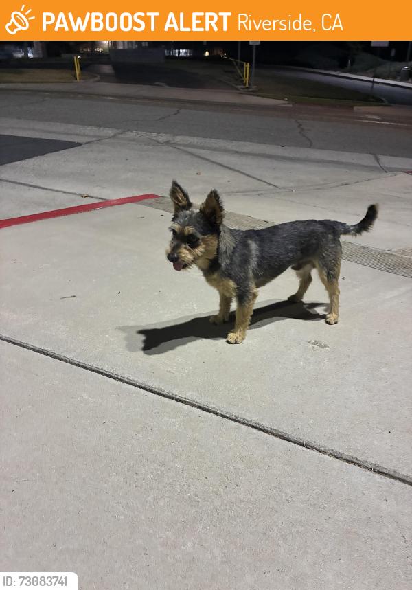Found/Stray Unknown Dog last seen Bordwell and Ottawa, Riverside, CA 92507