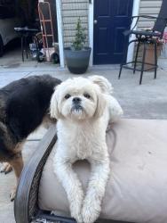 Reunited Female Dog last seen S May Street, Joliet, IL , Joliet, IL 60436