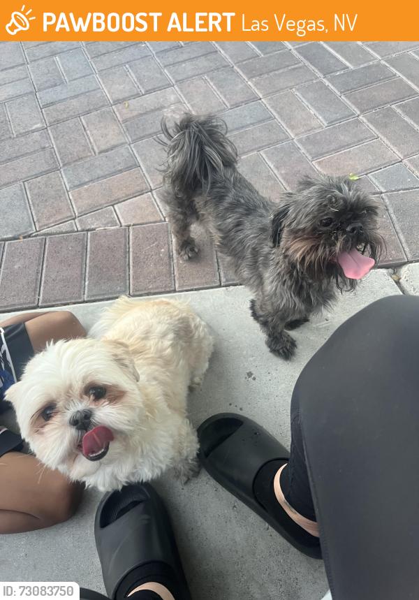 Found/Stray Female Dog last seen Stewart and Lamb, Las Vegas, NV 89110