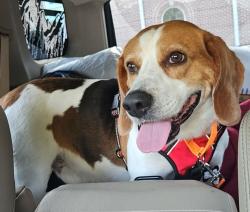 Found/Stray Male Dog last seen Unknown, Goochland County, VA 23153