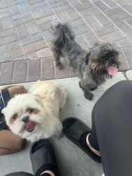 Found/Stray Female Dog last seen Stewart and Lamb, Las Vegas, NV 89110