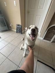 Found/Stray Male Dog last seen Henley circle, Davenport, FL 33896