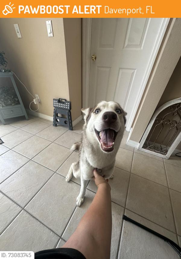 Found/Stray Male Dog last seen Henley circle, Davenport, FL 33896