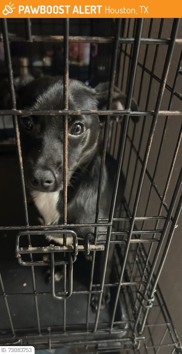 Found/Stray Male Dog last seen Cypress Station Drive, Houston, TX 77090