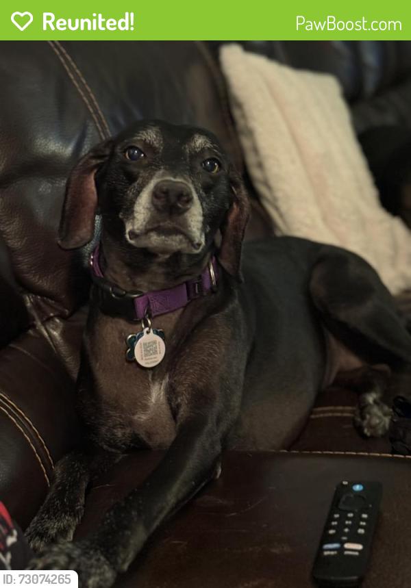 Reunited Female Dog last seen Blackwell Avenue, Port St. Lucie, FL 34952