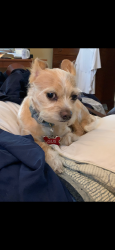 Reunited Male Dog last seen Lake Katherine / Kilbourne Road / Kathwood Drive, Columbia, SC 29206