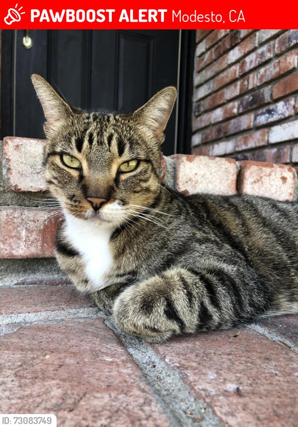 Lost Male Cat last seen East Coolidge and Gary Lane, Modesto, CA 95355