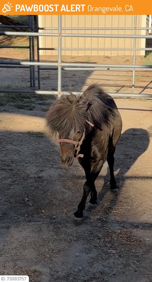 Found/Stray Male Horse last seen Elm & Filbert, Orangevale, CA 95662