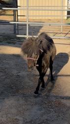 Found/Stray Male Horse last seen Elm & Filbert, Orangevale, CA 95662
