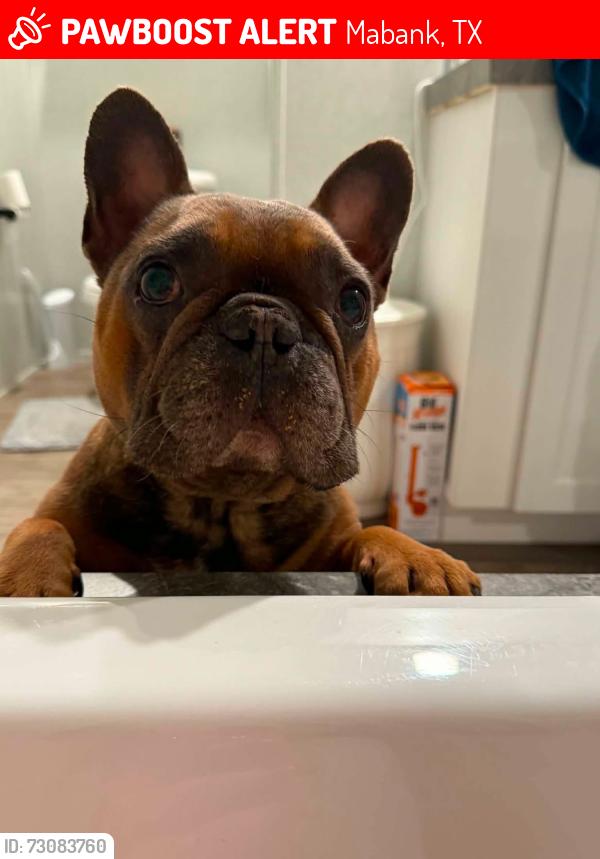 Lost Male Dog last seen Apache Dr, Mabank, TX 75156