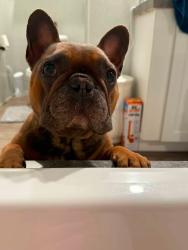 Lost Male Dog last seen Apache Dr, Mabank, TX 75156